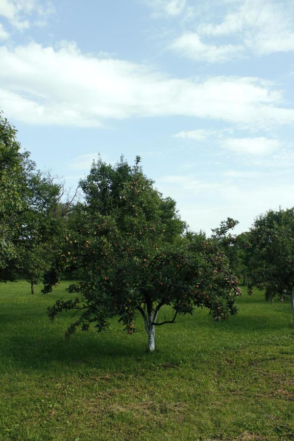 Casa Rurala Cu Livada Lavandra กัมปีนา ภายนอก รูปภาพ